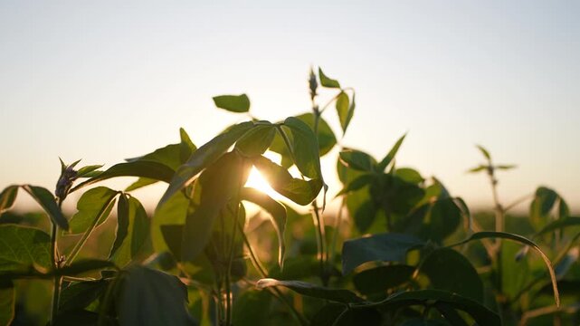 Agriculture. field of soybeans planted at sunset. Farm soy crop concept. Soybeans are being planted in a field of agriculture. Green soybean sprouts in sunset agricultural field at.
