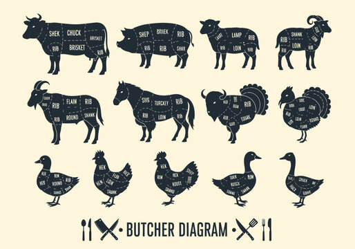Butcher Guide Meat Cut Diagrams Set: Vintage Animal Silhouettes with Labels for Cow, Pig, Lamb, Chicken, Duck, Turkey, and More. Educational Infographic for Butchery and Cooking.