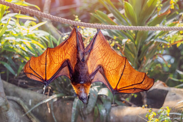 Obraz premium Fruit bat, also known as flying fox, hanging upside down on a rope with its translucent wings illuminated by tropical sunlight