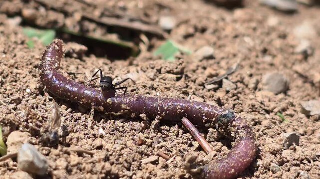
Teamwork of ants moving a giant earthworm to their colony. 13

