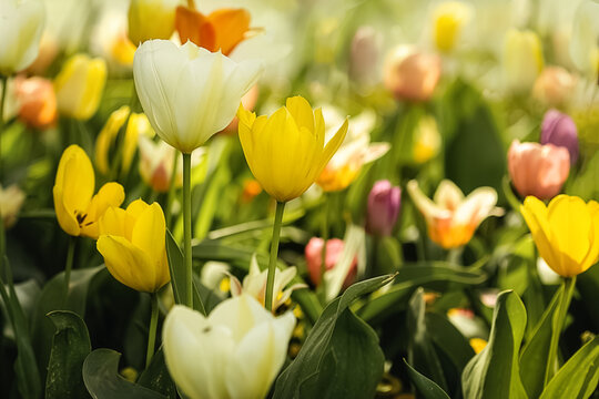 Ein buntes Tulpenbeet, verschiedene Sorten.