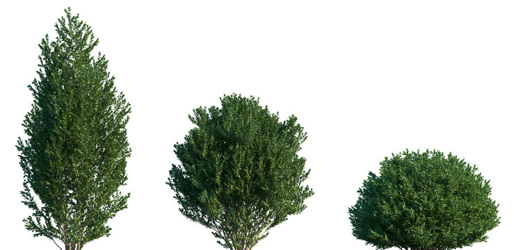 Set of Buxus sempervirens (the common box, European box, or boxwood) frontal isolated png on a transparent background perfectly cutout