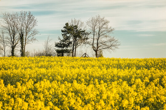 Eine Landschaft mit Rapsfeld