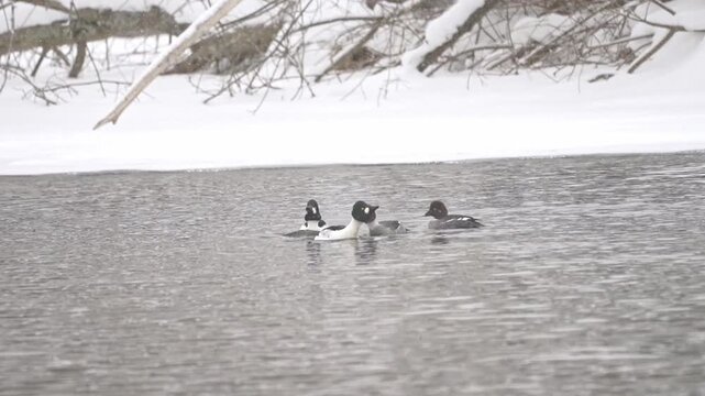 Winter wildlife footage of Common Goldeneye ducks in a snowy environment. Two male ducks circle two female ducks as part of a courtship display, showing typical mating ritual behaviour.