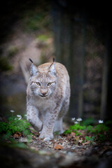 Fototapeta premium lynx in the snow