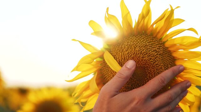 Agriculture. Close up of a hand with sunflowers. Agriculture business farming concept. Farmer arranging flowers with his hand and sunflowers. Farmer's sunflowers hand touching.