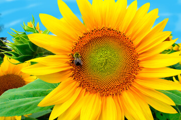Obraz premium Sunflower attracts bumblebee who feeds on nectar and pollinates the seeds