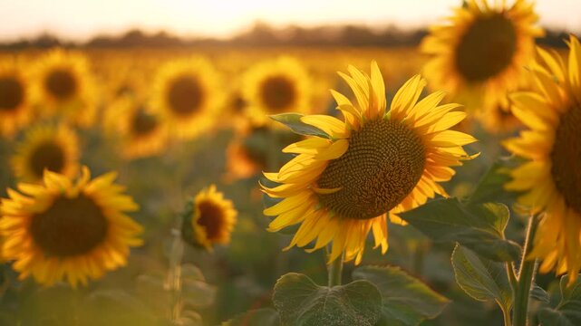 Sunflowers in a field of agriculture at sunset. Sunflower landscape flower concept. Field of sunflowers and flowers. Aerial view of fields of sunflowers and flowers in agriculture lifestyle at sunset.