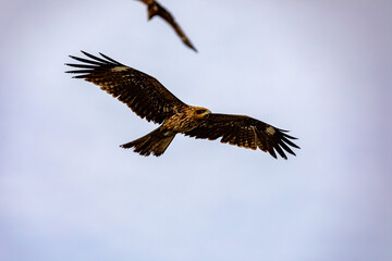 Obraz premium Black kite over rocky coast at Enoshima Japan