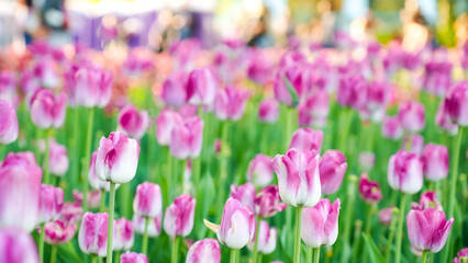 Obraz premium Pink tulips blooming in a vibrant garden during spring, with blurred background of colorful flowers and greenery