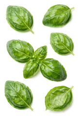 Fototapeta premium Fresh organic basil leaves and aromatic green herbs isolated on a white background make a healthy raw ingredient for natural cooking