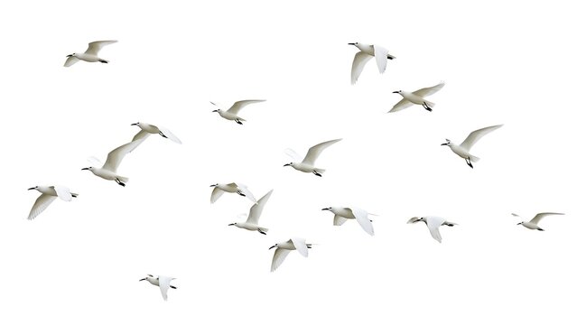 White birds flying in formation against white background flock 1