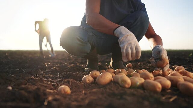 Agriculture. A farmer processes potatoes by hand. Vegetable growing concept. Farmer working with his hands lifestyle on. potatoes. Farmer working with his hands on potatoes.