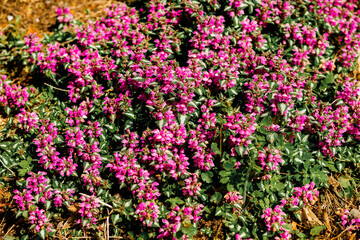 Obraz premium Blooming flowers in a park during spring season. Peaceful outdoor setting with bright colors and natural textures.