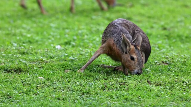 Patagonian Mara, Dolichotis patagonum. These large relatives of guinea pigs are common in the Patagonian steppes of Argentina but live in other areas of South America as well such as Paraguay.