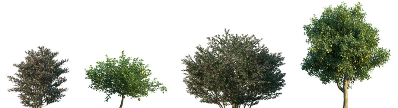 Set of Abelia Grandiflora and Citrus limon frontal set street flowering shrubs and trees isolated png in sunny daylight on a transparent background perfectly cutout