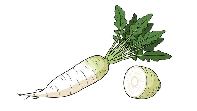 Fresh white daikon radish with green leaves and a separate slice isolated on a white background for food design.