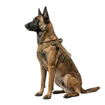 Malinois dog in tactical harness side view isolated. K9 police dog equipment.