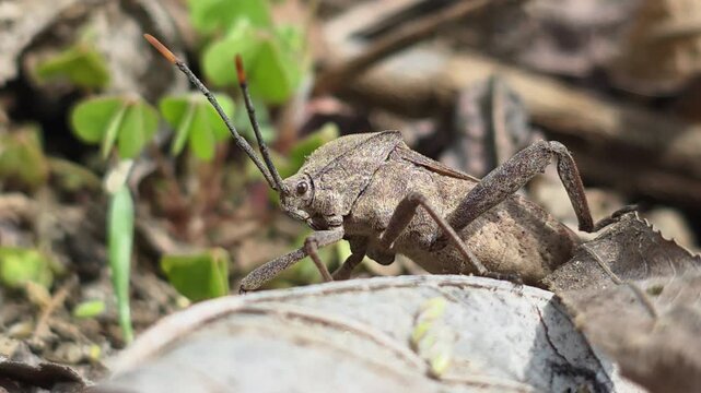

Bean Bug (Riptortus pedestris) Walking on Dry Leaves Towards Camera 10학명: Riptortus pedestris


