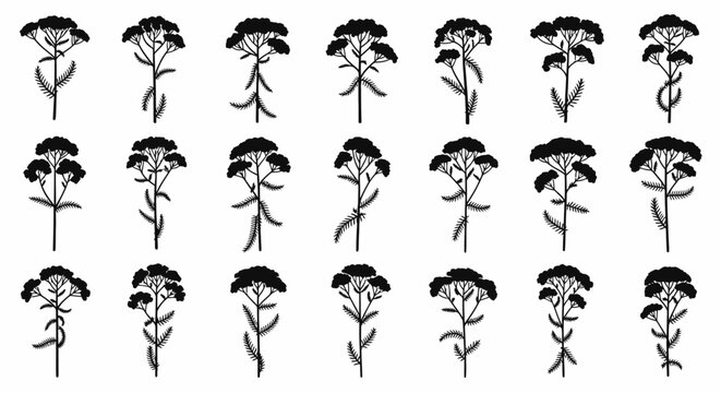 Black thistle flower illustrations on white background botanical drawings of carduus acanthoides set of 20 similar weed plants with prickly stems and leaves