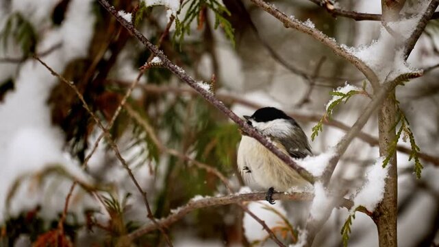 A 20-second close-up wildlife clip of a chickadee perched on a cedar tree in a snowy winter setting. Snow falls gently around the bird as it grips a branch with one foot while the other is tucked in.