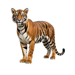Obraz premium Majestic tiger standing alert in its natural pose with vivid orange and black stripes