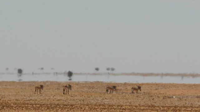 Fata Morgana - zebras walking to water illusion in hot shimmering air 3