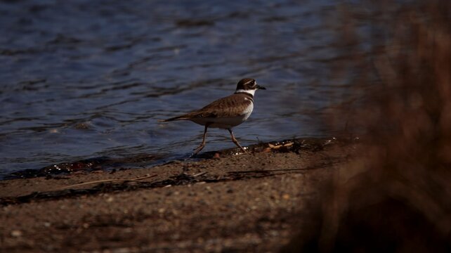 killdeer scuttling along the beach