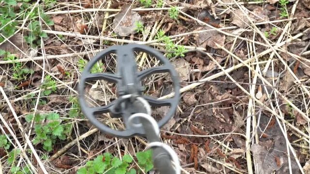 Metal detector scanning ground covered with leaves and grass, revealing hidden objects in a natural outdoor setting