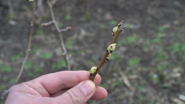 Close-up of hand holding a branch with budding green shoots, showcasing the early signs of spring growth in a natural outdoor setting