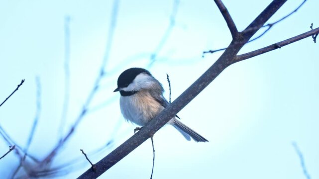 A 9-second close-up of a chickadee perched on a branch in a natural setting. The small bird moves its head quickly, scanning its surroundings with alert behaviour before suddenly flying away.