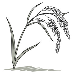 Fototapeta premium A drawing of a rice plant with long leaves and a stem with rice grains