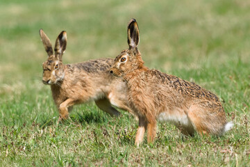 Obraz premium European Hare (Lepus europaeus) – Two Individuals Alert in Meadow Grassland – common in the wild in the Czech Republic