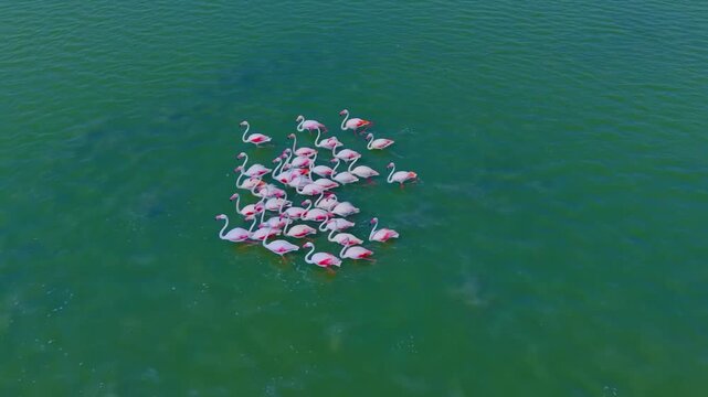 Flamingos of rann of Kutch,Gujarat