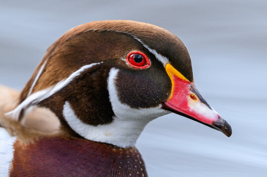 Wood duck (Aix sponsa)
