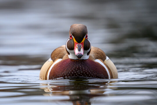 Wood duck (Aix sponsa)