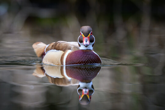 Wood duck (Aix sponsa)