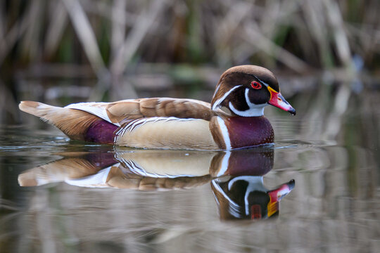 Wood duck (Aix sponsa)
