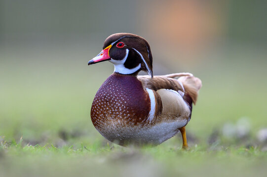 Wood duck (Aix sponsa)
