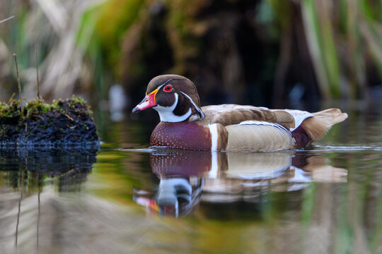 Wood duck (Aix sponsa)