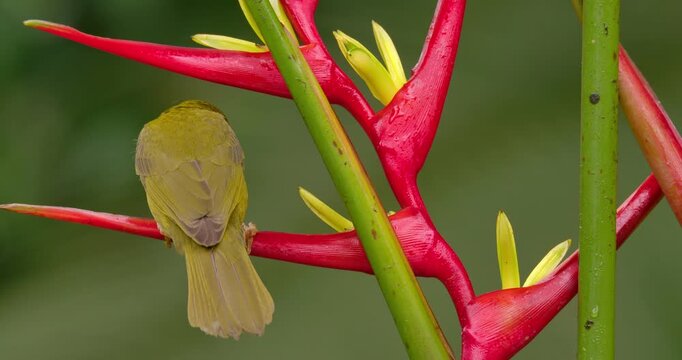 Olive-green tanager (Orthogonys chloricterus) drinking nectar from a heliconia flower in atlantic rain forest Brazil 