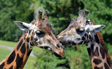 The giraffe (Giraffa camelopardalis) is an African even-toed ungulate mammal, the tallest of all extant land-living animal species, and the largest ruminant. © Daniel Meunier
