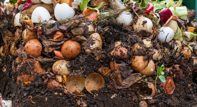 Kompost: Nat&uuml;rlich recyceln - Aus K&uuml;chenresten wird Humus