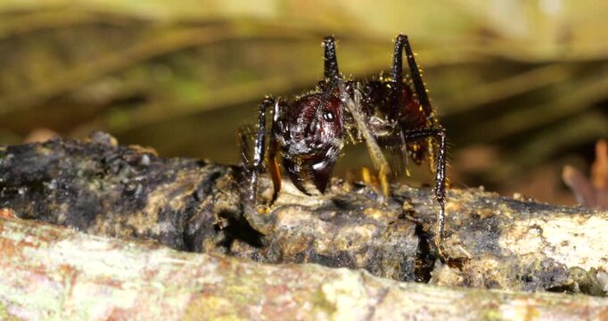 Bullet Ant, (Paraponera clavata) one of the biggest Amazonian ants and famed for its sting, at 4 on the Schmidt pain index. In Napo province, Ecuador. This individual is foraging