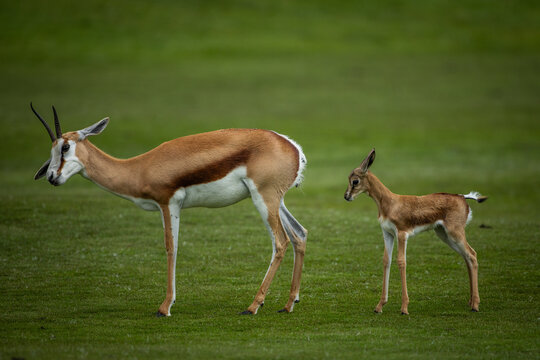 A springbok or springbuck (Antidorcas marsupialis) with a young calf