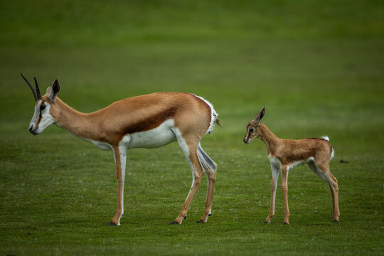 A springbok or springbuck (Antidorcas marsupialis) with a young calf