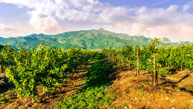 nature background of green fruit garden at sunset or sunrise with rows of gerden plantation with young summer trees