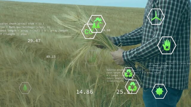Adult farmer lifting wheat bundle and inspecting stalks, starting AR icons updating yield, CO2 data