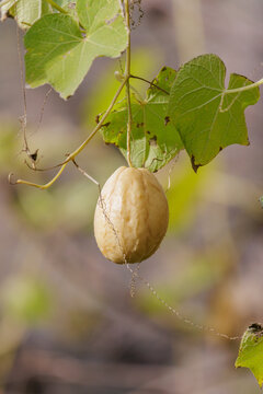 Chayote (Sechium edule) on a blurred background.