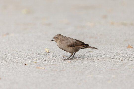Female Shiny Cowbird (Molothrus bonariensis) in a square in Buenos Aires.